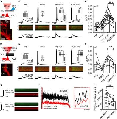 Target cell-specific plasticity rules of NMDA receptor-mediated synaptic transmission in the hippocampus